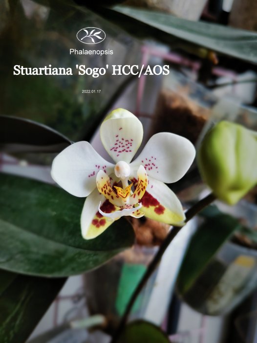 原生蝴蝶兰——Stuartiana’Sogo’ HCC/AOS