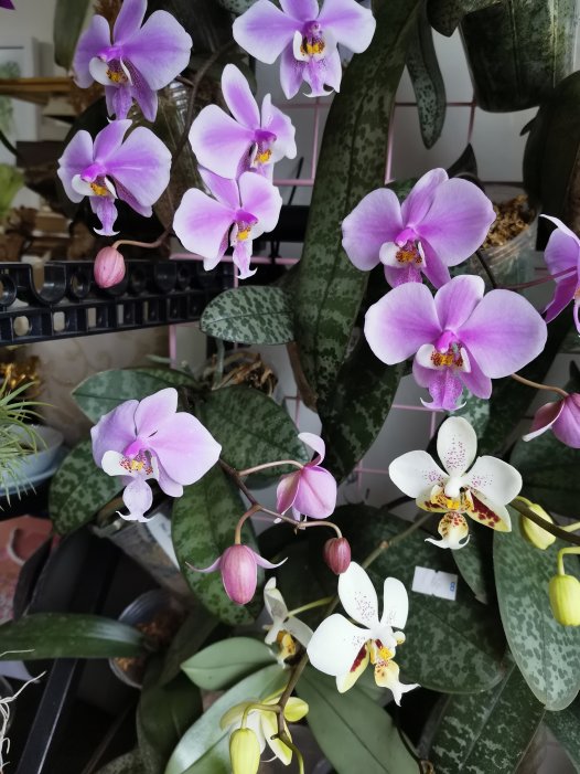 房子里应该有的花——蝴蝶兰
