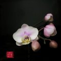 小C