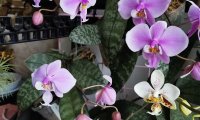 房子里应该有的花——蝴蝶兰