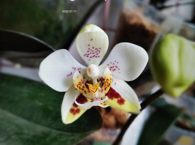 原生蝴蝶兰——Stuartiana’Sogo’ HCC/AOS