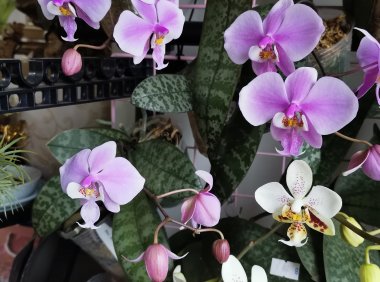房子里应该有的花——蝴蝶兰