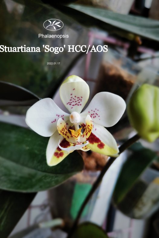 原生蝴蝶兰——Stuartiana’Sogo’ HCC/AOS