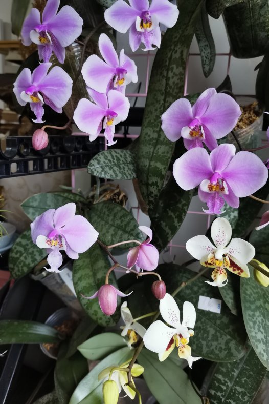 房子里应该有的花——蝴蝶兰